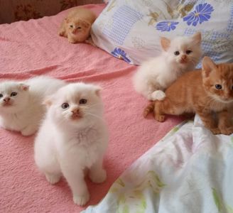 Чудові дівчатка- кошенятка