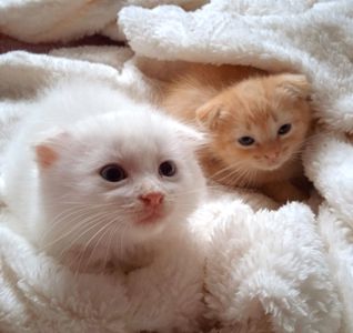 Чудові дівчатка- кошенятка