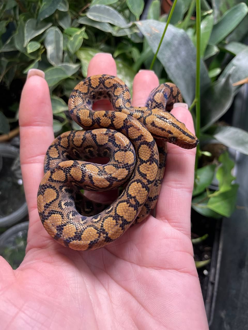 Epicrates cenchria