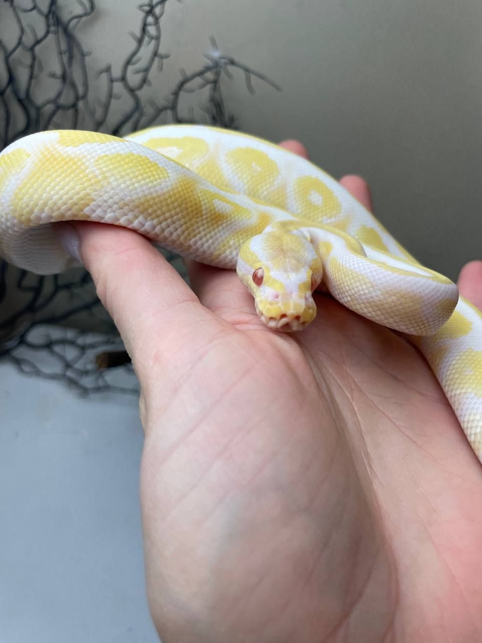 Python regius