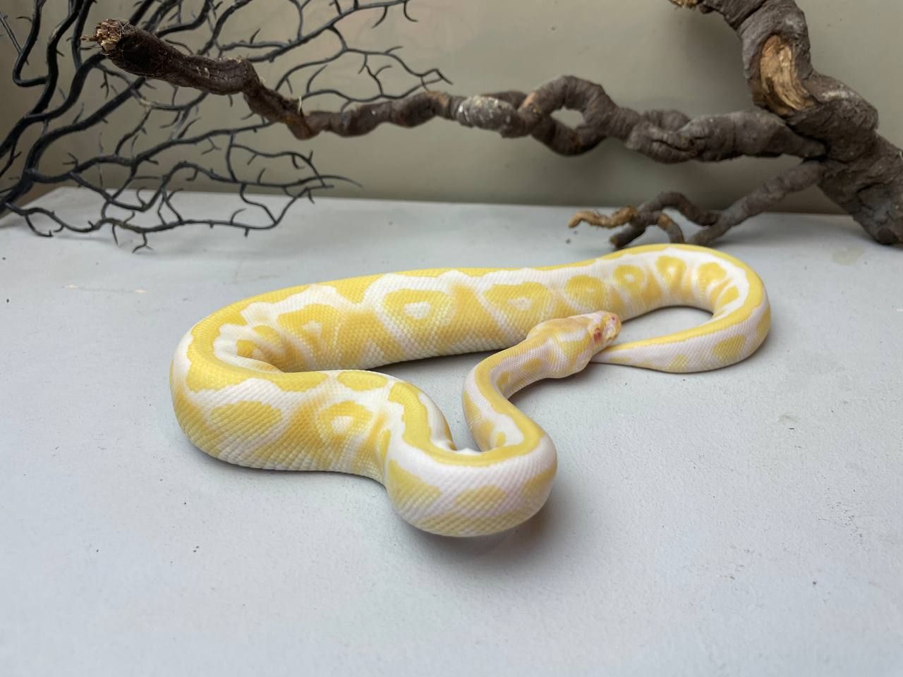 Python regius