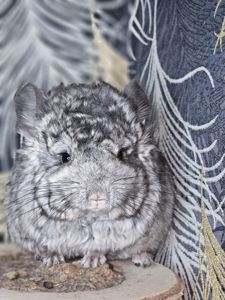 Шиншилленок Мальчик Кучерявый Рекс Ангора