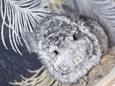 Шиншилленок Мальчик Кучерявый Рекс Ангора