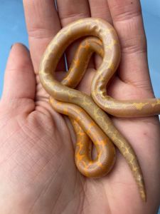 Еryx colubrinus "albino"