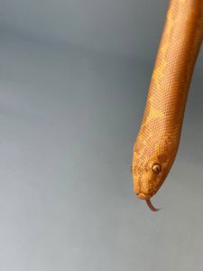 Еryx colubrinus "albino"