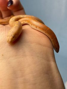 Еryx colubrinus "albino"