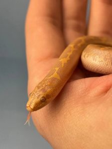 Еryx colubrinus "albino"