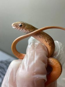 Elaphe carinata