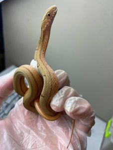 Elaphe carinata