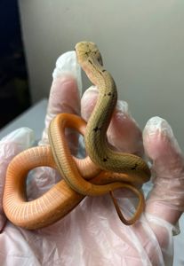 Elaphe carinata