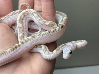 Pantherophis obsoletus