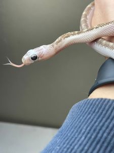 Pantherophis obsoletus