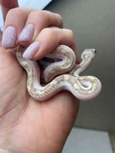Pantherophis obsoletus