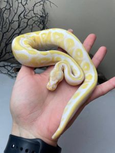 Python regius