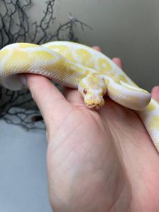 Python regius