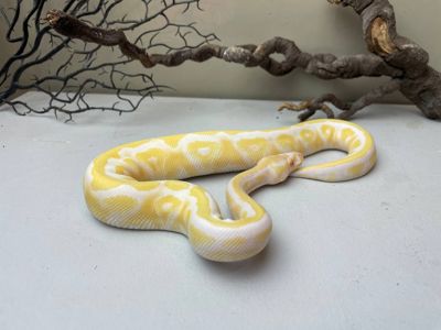 Python regius