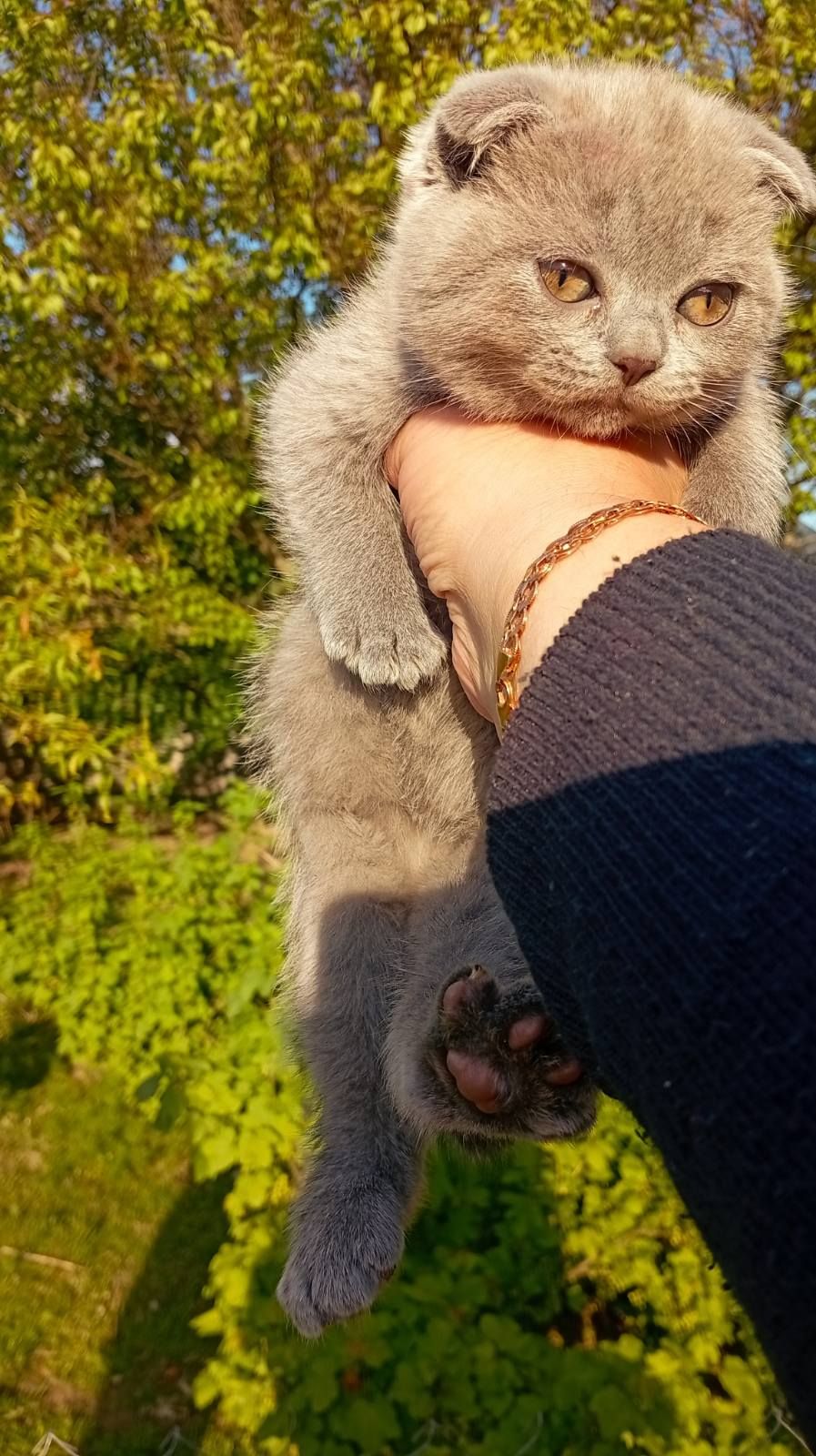 Кошенята