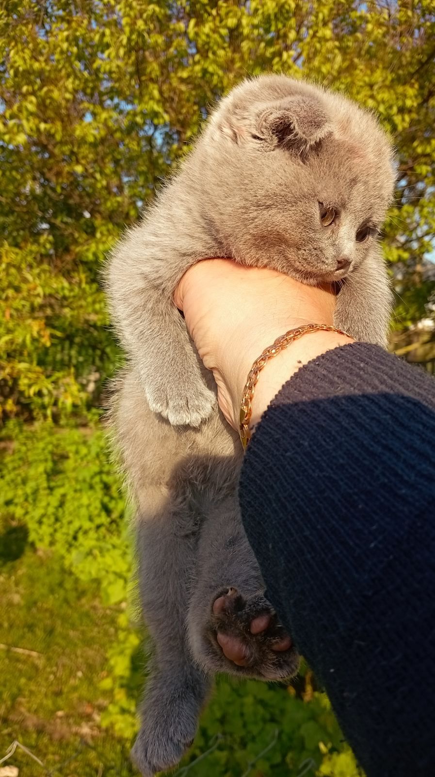 Кошенята