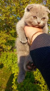 Кошенята