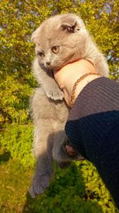 Кошенята