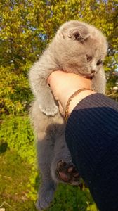 Кошенята
