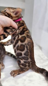Кошеня бенгал