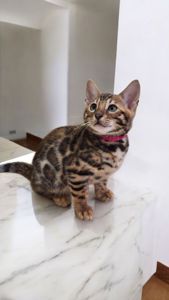 Кошеня бенгал