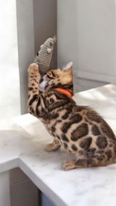 Кошеня бенгал