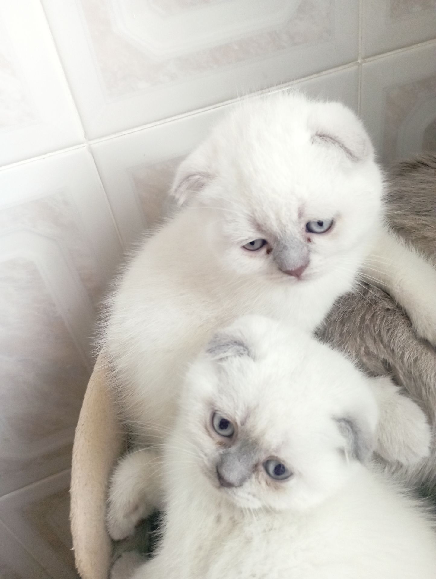 Елітні розкішні котятки