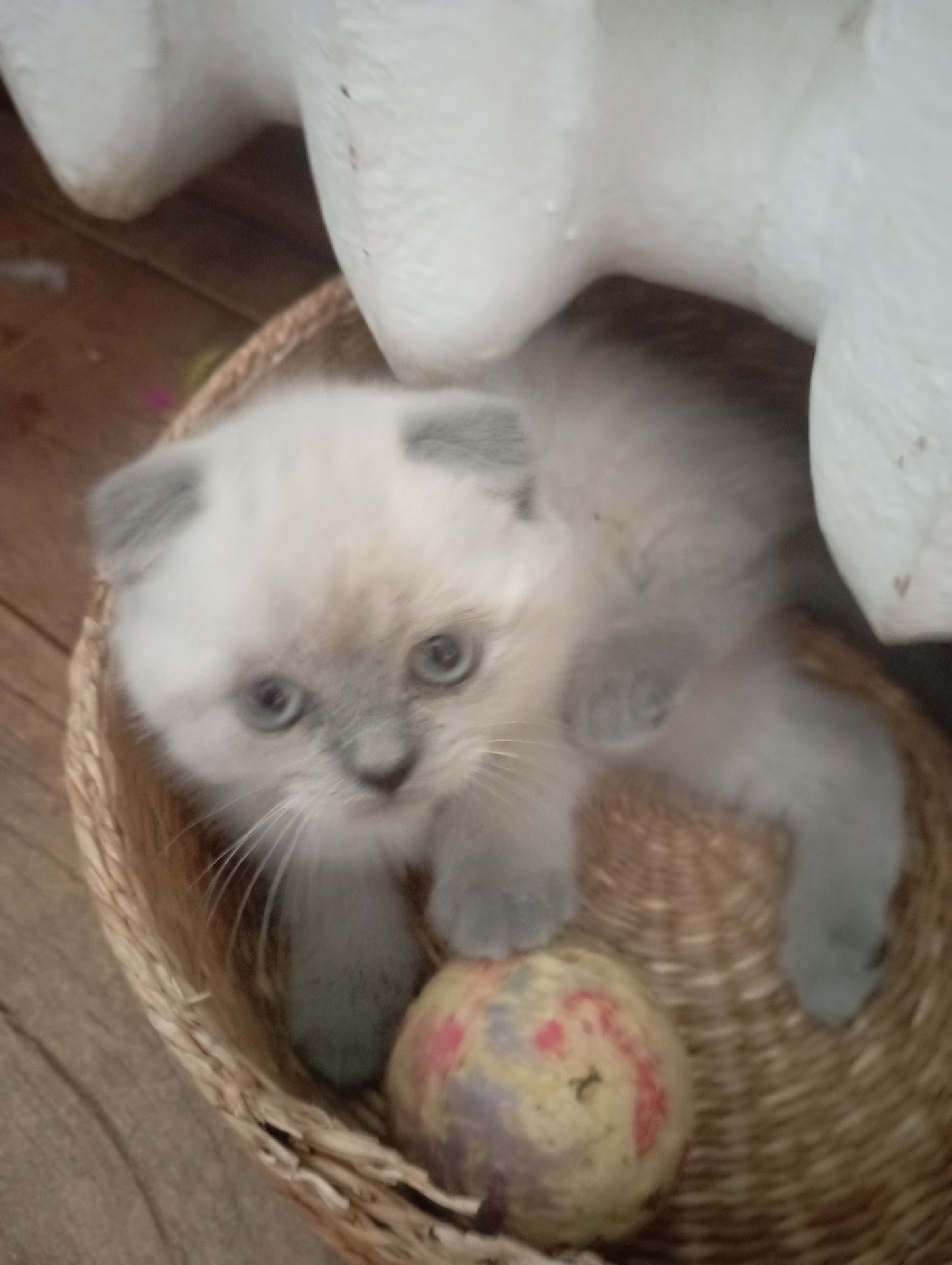 Елітні розкішні котятки