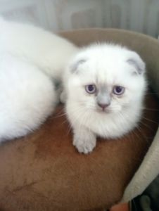 Елітні розкішні котятки