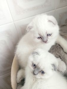 Елітні розкішні котятки