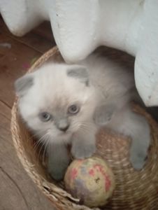 Елітні розкішні котятки