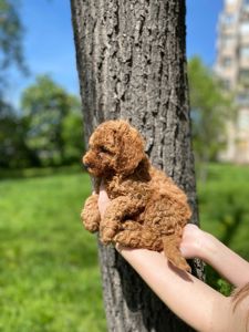 Изумительный щeнок Той-пудель (или карликовый пудель)