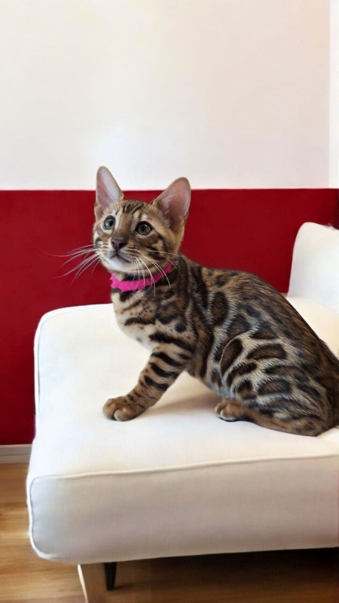 Кошеня бенгал