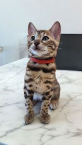 Кошеня бенгал