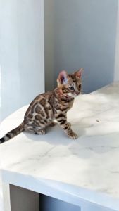 Кошеня бенгал