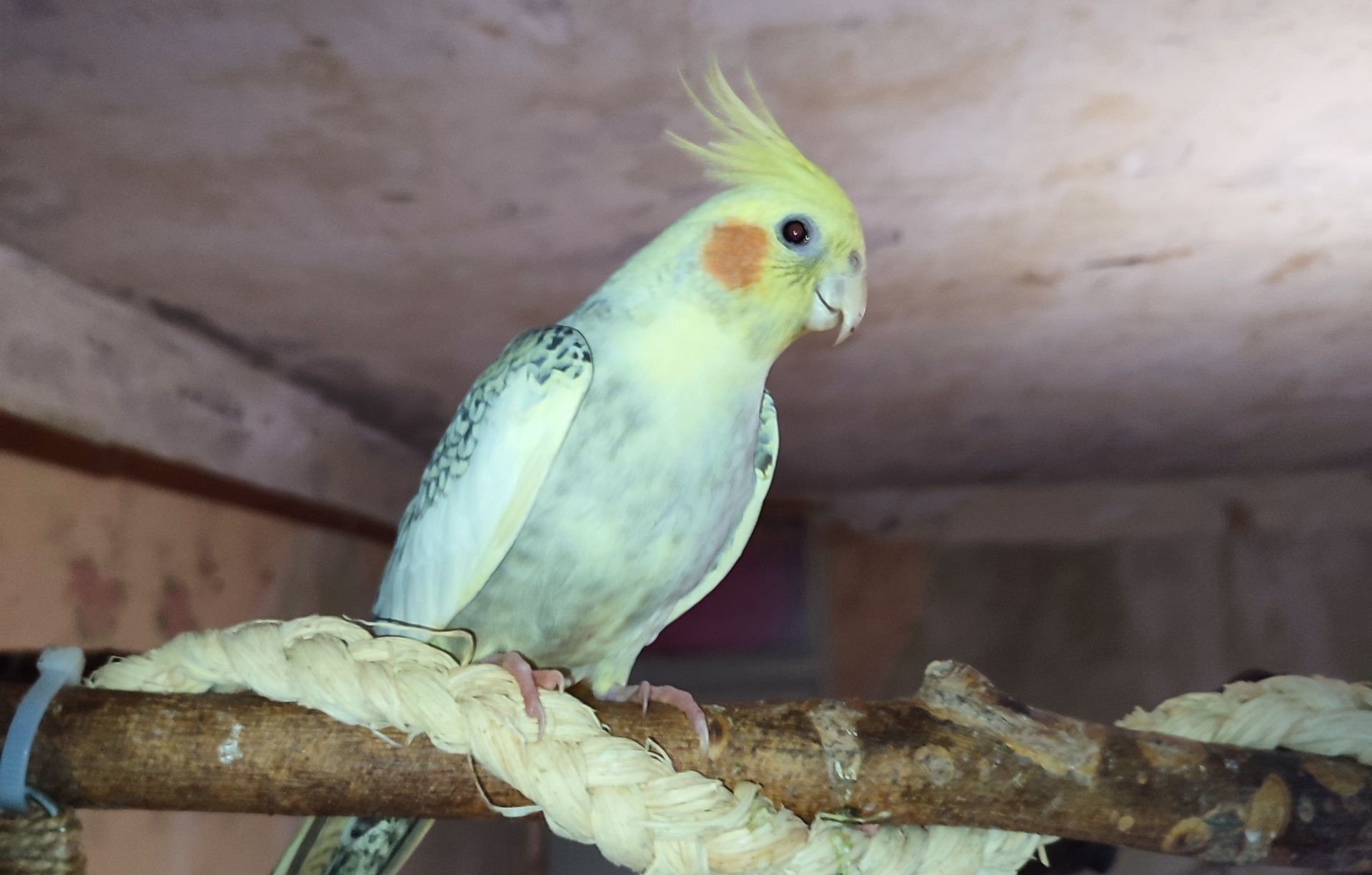 Ручные попугаи корела