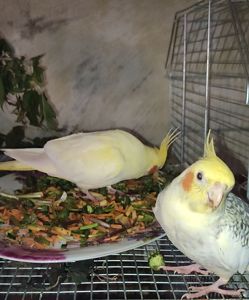 Ручные попугаи корела