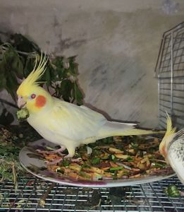 Ручные попугаи корела