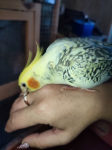 Ручные попугаи корела