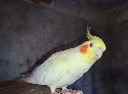Ручные попугаи корела