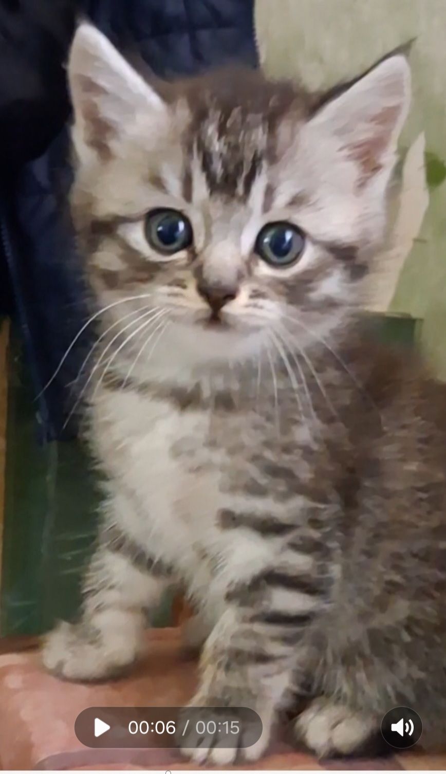 Шотландські кошенята хлопчики. Київ.