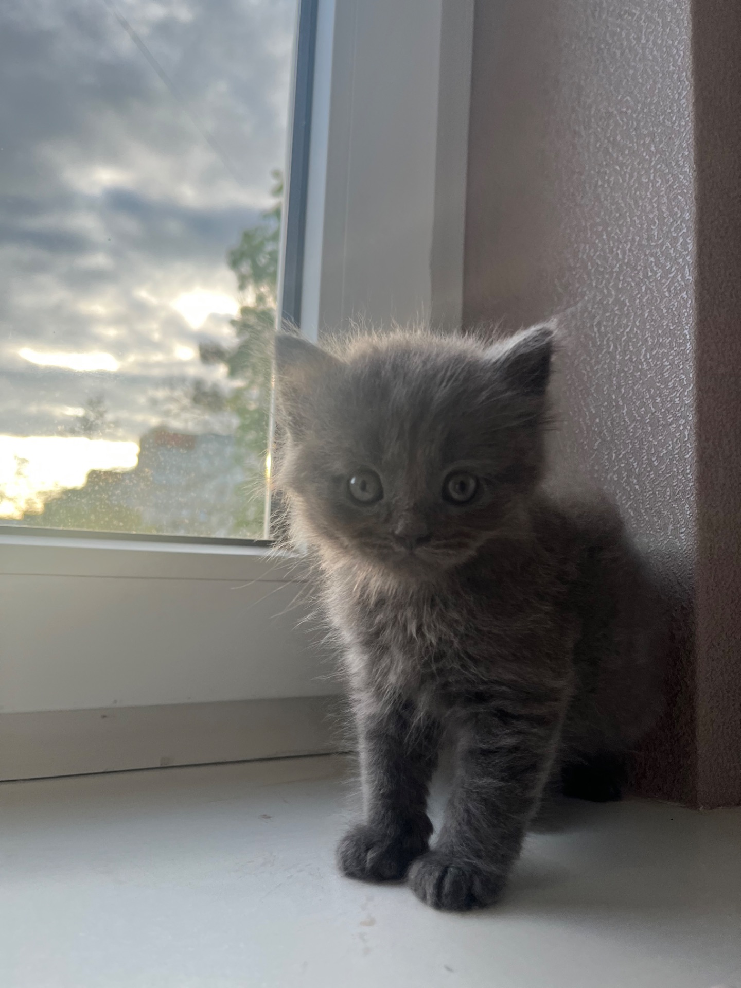 Кошеня Скотіш страйт