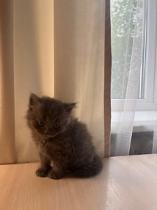 Кошеня Скотіш страйт