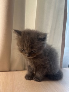 Кошеня Скотіш страйт