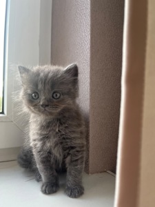 Кошеня Скотіш страйт