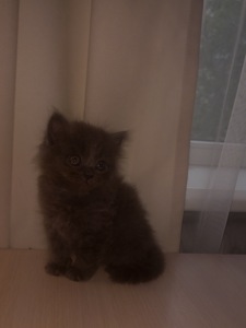 Кошеня Скотіш страйт