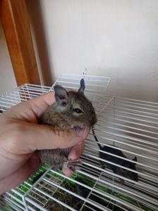 Продаються Дегуси