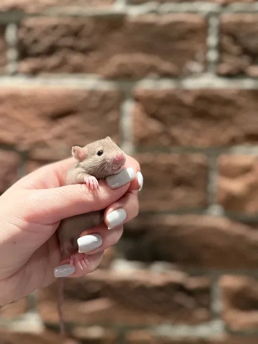 Пацючки криси крисята щури
